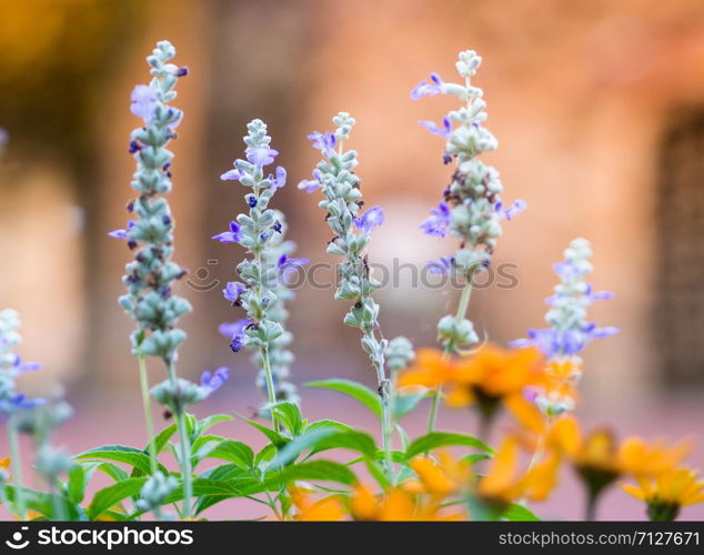 Close up Mealycup sage (Salvia farinacea) white and purple flowers in Hokkaido, Japan.