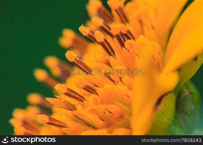 close up Mexican Sunflower Weed in garden, summer Thailand