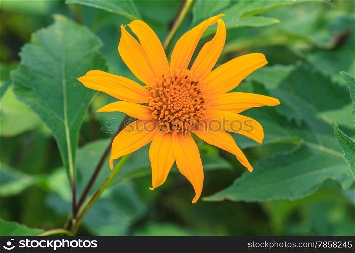 close up Mexican Sunflower Weed in garden, summer Thailand