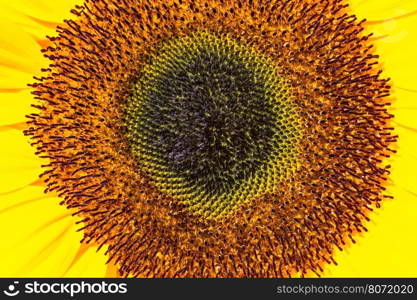 Close up middle of sunflower with stamens