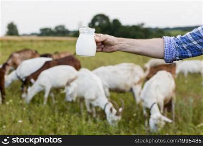 close up milk from goats