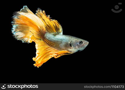 Close-up moment fish betta halfmoon Yellow mixed gray black background scenes