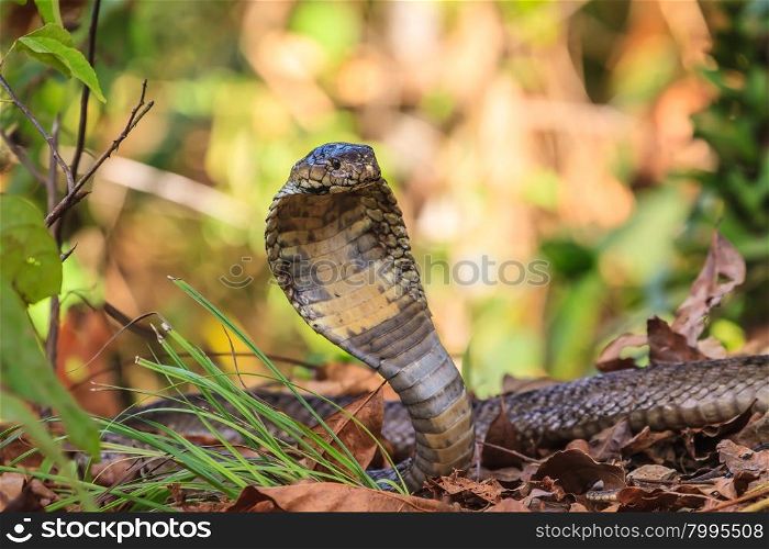close up Monocellate Cobra (Naja kaouthia) in forest