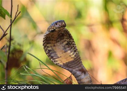 close up Monocellate Cobra (Naja kaouthia) in forest
