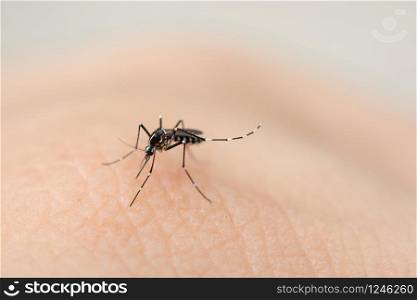 Close up mosquito sucking blood from human skin