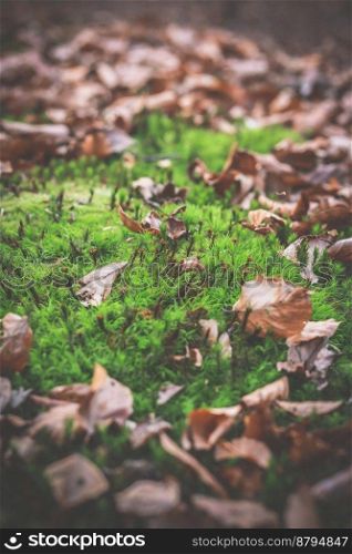 Close up moss growing in autumn wood concept photo. Fall season. Front view photography with tranquil park on background. High quality picture for wallpaper, travel blog, magazine, article. Close up moss growing in autumn wood concept photo