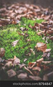 Close up moss growing in autumn wood concept photo. Fall season. Front view photography with tranquil park on background. High quality picture for wallpaper, travel blog, magazine, article. Close up moss growing in autumn wood concept photo