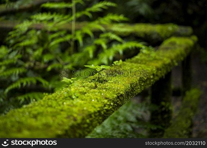 close up moss railing fence costa rica rainforest