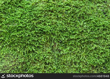 Close up moss Texture to use as wallpaper