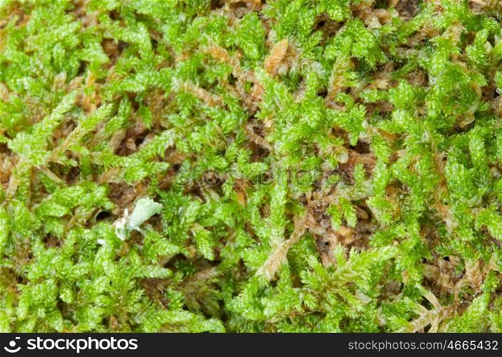 Close up moss Texture to use as wallpaper