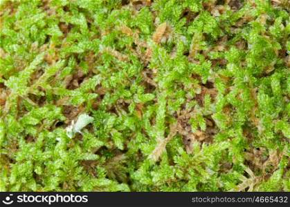 Close up moss Texture to use as wallpaper