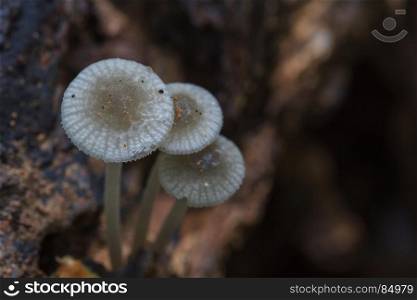 close up mushroom in deep forest, mushrooms growing on a live tree in the forest