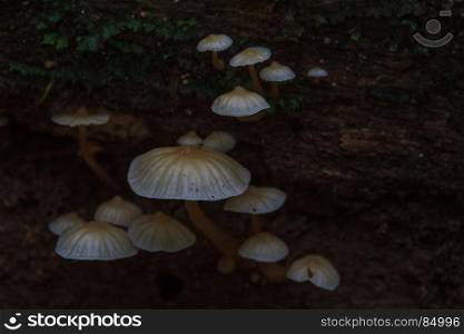 close up mushroom in deep forest, mushrooms growing on a live tree in the forest