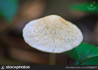 close up mushroom in deep forest, Thailand