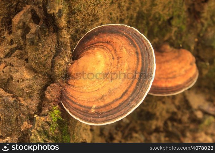 close up mushroom in deep forest, Thailand