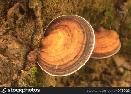 close up mushroom in deep forest, Thailand