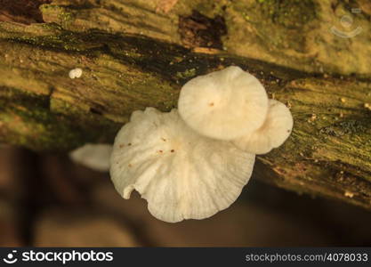 close up mushroom in deep forest, Thailand