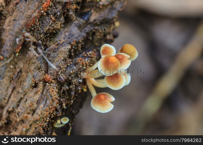 close up mushroom in deep forest, Thailand