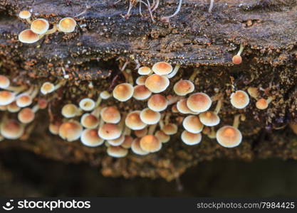 close up mushroom in deep forest, Thailand