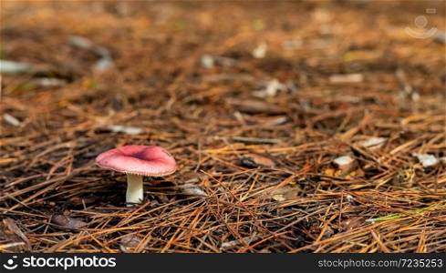 Close-up Mushrooms in a Pine Forest Plantation in Tokai Forest Cape Town, South Africa