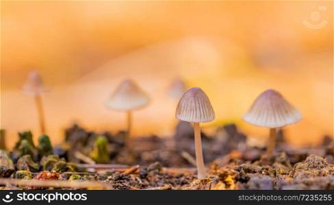 Close-up Mycena Mushrooms in a Pine Forest Plantation in Tokai Forest Cape Town