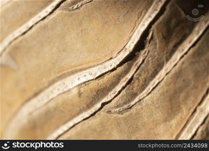 close up natural element organic background