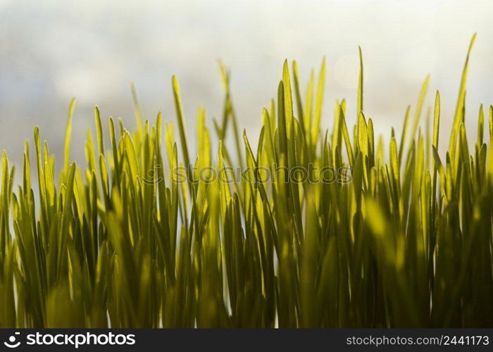 close up natural grass 12