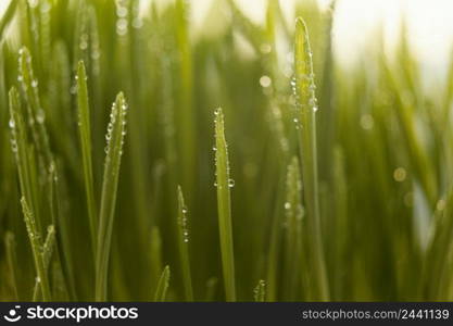 close up natural grass 2