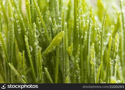 close up natural grass