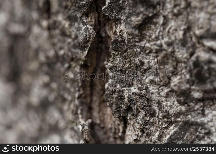 close up natural old tree bark