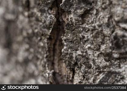 close up natural old tree bark