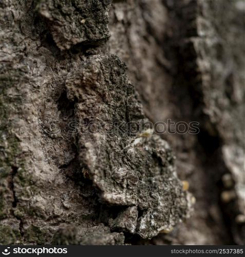 close up natural tree bark