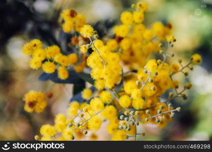 Close up nature detail yellow Mimosa fluffy flower blurry background selective focus. Ecology spring season flower wallpaper concept