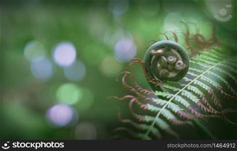 Close up new Cibotium barometz fern frond is growing with green leaf on blurred greenery background