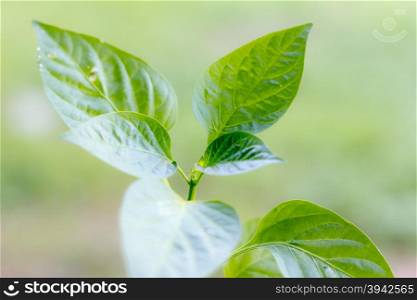close up new leaf ,young seedlings of chilli