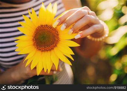 Close up no face female wearing summer dress holding a sunflower at her chest. beautiful manicure.. Close up no face female wearing summer dress holding a sunflower at her chest. beautiful manicure