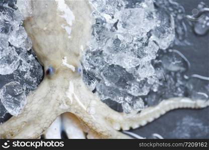Close up octopus seafood / Fresh raw squid on ice with dark background in the market