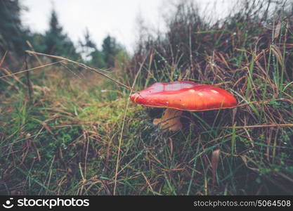 Close-up of a Amanita Muscaria mushroom in natural environment in Ocotber