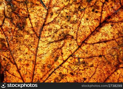 Close up of a autumn leave which shines in evening sunlight
