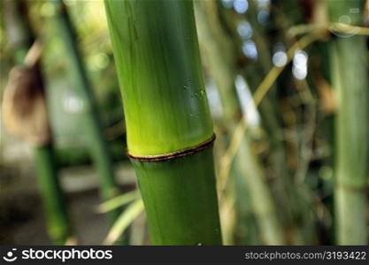 Close up of a bamboo stem, Barbados, Caribbean