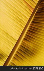 Close-up of a banana leaf, Hawaii Tropical Botanical Garden, Hilo, Big Island, Hawaii Islands, USA