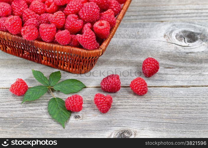 Close up of a basket filled with fresh Raspberries, some falling out, on rustic wood with berry branch leaf.