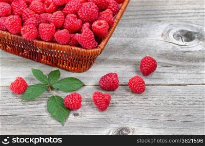 Close up of a basket filled with fresh Raspberries, some falling out, on rustic wood with berry branch leaf.