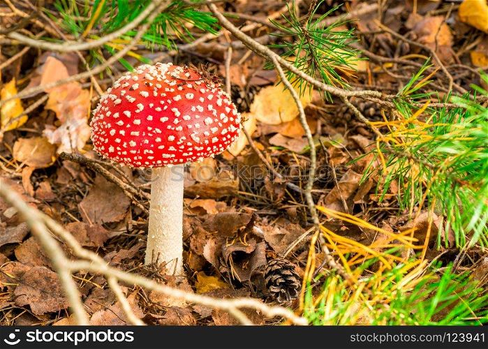 Close-up of a beautiful and poisonous mushroom amanita in the forest