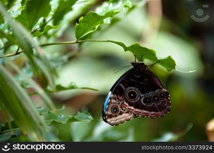 close-up of a beautiful colourful butterfly against plant background