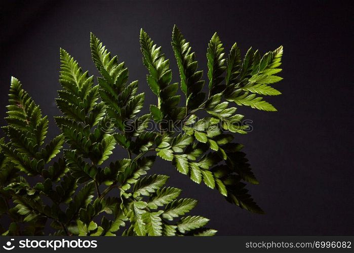 Close-up of a beautiful green branch leaves of fern around a black background with space for text. Creative natural layout. Flat lay. Closeup of a dark green branch of fresh ferns on a black background with copy space. Natural foliage layout. Flat lay