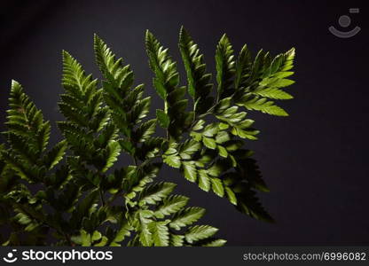 Close-up of a beautiful green branch leaves of fern around a black background with space for text. Creative natural layout. Flat lay. Closeup of a dark green branch of fresh ferns on a black background with copy space. Natural foliage layout. Flat lay