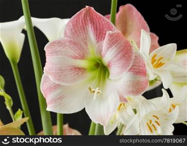 Close up of a beautiful white and pink orchid
