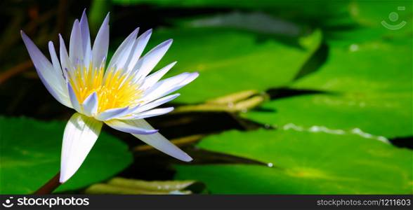 Close up of a beautiful white and yellow water lily or lotus flower in the pond with copy space