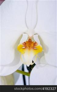close up of a beautiful white orchid